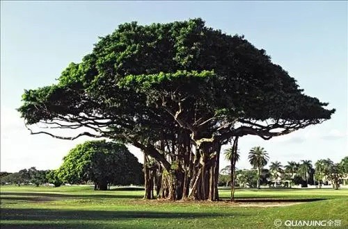 Under Bodhi tree