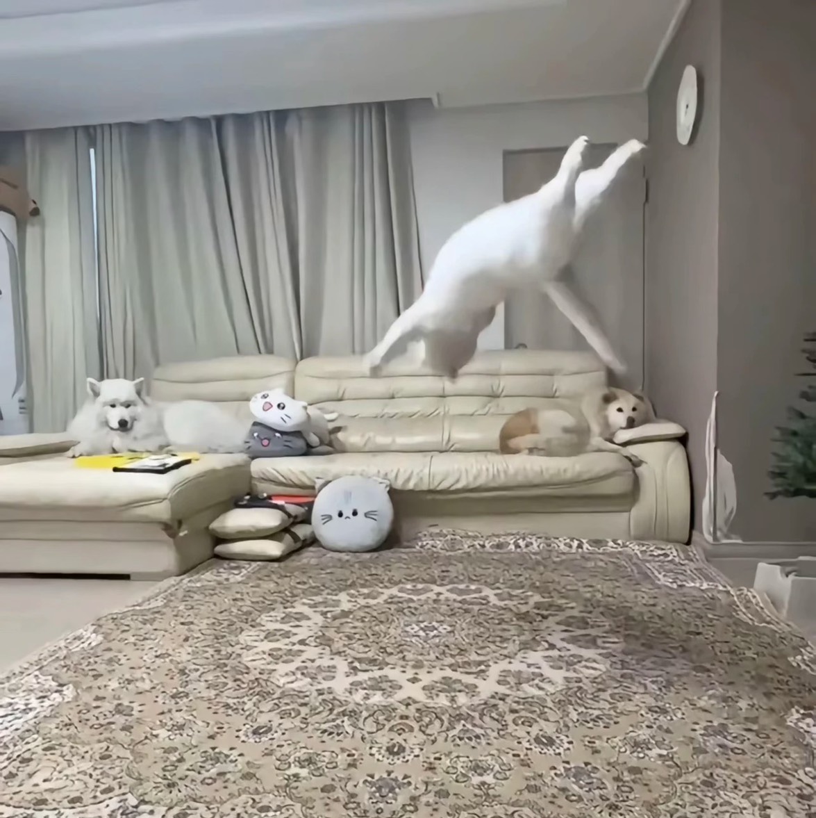 墨菊